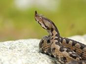 Stigla je sezona poskoka: Evo kako ih otjerati