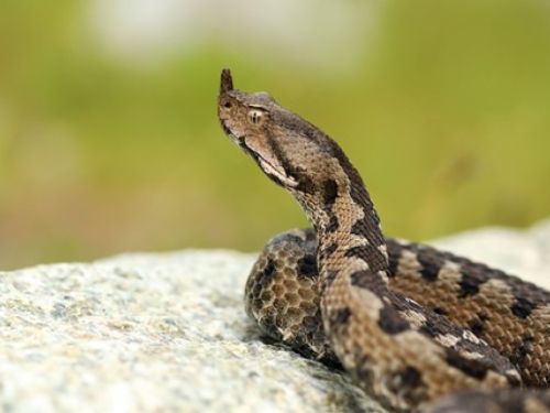 Stigla je sezona poskoka: Evo kako ih otjerati