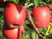 Pink Lady: Kraljica jeseni