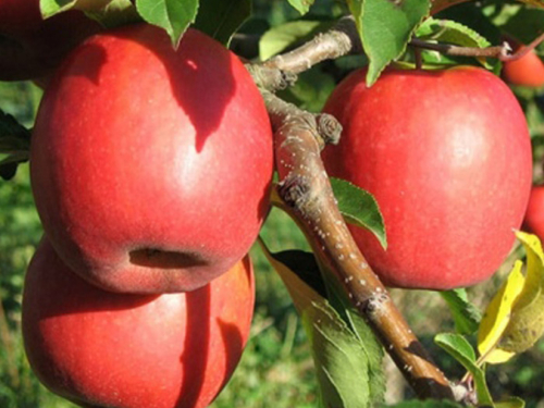 Pink Lady: Kraljica jeseni