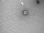 Ruski znanstvenici dešifrirali genom koronavirusa
