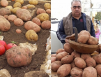 U Glamoču izvagan najteži krumpir, Radovanov kapitalac odnio pobjedu s više od 1.500 grama