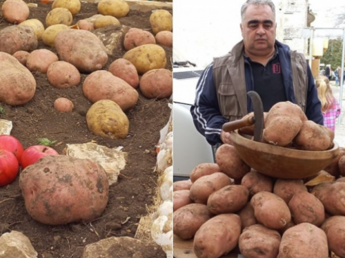 U Glamoču izvagan najteži krumpir, Radovanov kapitalac odnio pobjedu s više od 1.500 grama