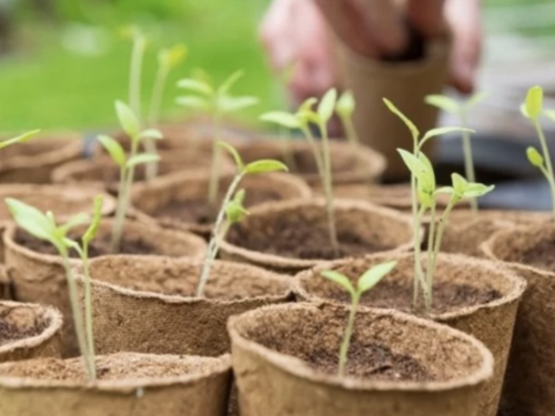 Ovo povrće možete saditi već u siječnju: uspijeva i u hladnom tlu