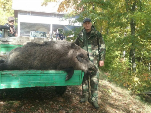 Lovci lovačke sekcije "Lug" ubili divlju svinju tešku 220 kg