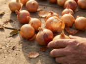 Luk će izdržati do proljeća bez truljenja: jednostavan način skladištenja