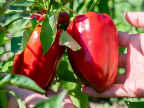 Nakon ovoga više nećete baciti peteljke paprika