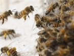 Amerikanac preživio tisuću uboda pčela