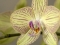 Orhideja će procvjetati kao nikada do sada: Dovoljna je samo žličica ovog čudesnog praha