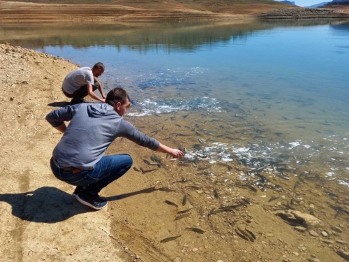 Ramsko jezero bogatije za 5000 komada potočne pastrve