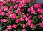 Ruže - glavni ukras u vrtovima: Evo kako da vam bolje cvjetaju