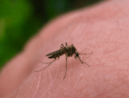 Kako se zaštiti od ugriza komarca