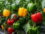Tajna krupnih i sočnih paprika: Provjereni trikovi iz prve ruke!