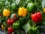 Tajna krupnih i sočnih paprika: Provjereni trikovi iz prve ruke!