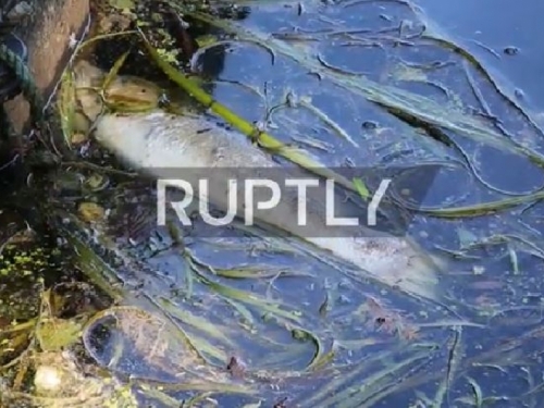 Njemačka: Zbog velikih vrućina uginulo šest tona ribe