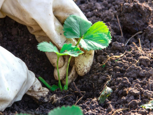 Vrtlarske metode koje odvraćaju nametnike bez jakih pesticida