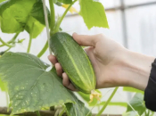 Što saditi uz krastavce? Ove biljke jamče bogat i zdrav urod