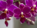Zalijevanje orhideja: Trikovi koje ljubitelji ove omiljene biljke moraju znati