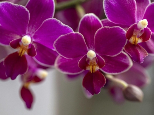 Zalijevanje orhideja: Trikovi koje ljubitelji ove omiljene biljke moraju znati