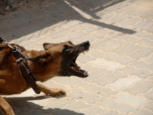Širokobriježanku napao pas, njegov vlasnik ispitan u svojstvu osumnjičenoga