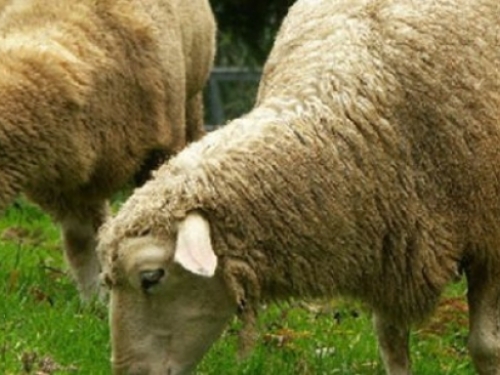Ovce popasle marihuanu, pojele gotovo sav dokazni materijal