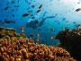Proglašena uzbuna: Izumiru sredozemni koralji