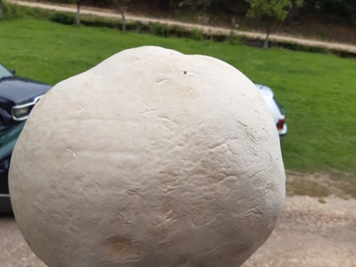 FOTO| David Ramčić iz Uskoplja pronašao gljivu od 4,5 kg