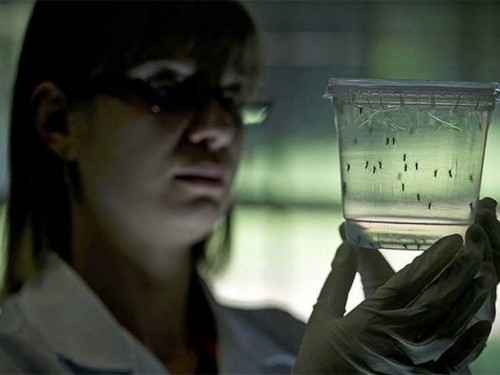 Znanstvenici razvijaju lijek za kontrolu rađanja komaraca