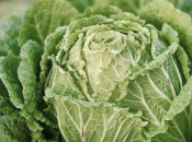 Ljudi koji jedu ovih 7 namirnica rjeđe obolijevaju od raka