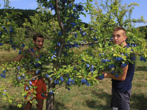 FOTO: Počela berba šljive u Rami