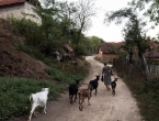 Ispod siromašnog srpskog sela krije se ogromno bogatstvo