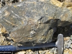 Pronađena najveća kolekcija fosila na svijetu