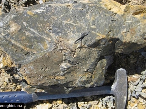 Pronađena najveća kolekcija fosila na svijetu