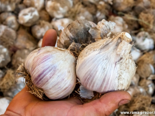 Uzgoj češnjaka: Čista zarada do 25.000 eura po hektaru