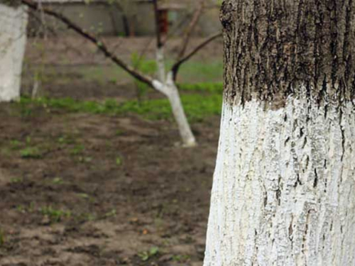 Siječanj u voćnjaku: ključni poslovi koje ne smijete preskočiti