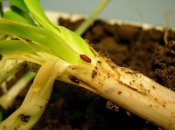 Kako spasiti urod od lukove muhe