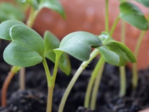 Rana berba: 7 povrća koje možete posaditi u siječnju