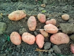 Kako izbjeći gubitak prinosa krumpira zbog mraza i snijega u proljeće?