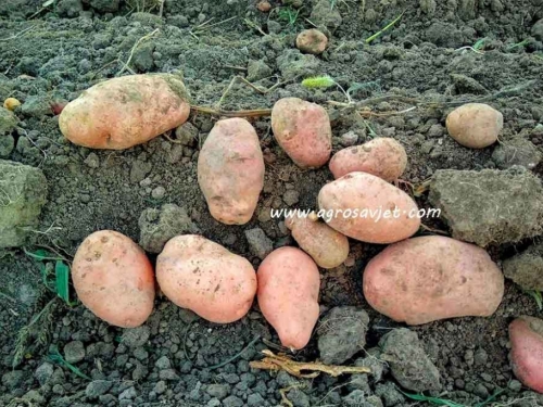 Kako izbjeći gubitak prinosa krumpira zbog mraza i snijega u proljeće?