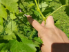 Zelena rezidba vinove loze: ključ zdravog i kvalitetnog uroda