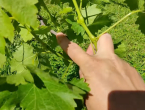 Zelena rezidba vinove loze: ključ zdravog i kvalitetnog uroda