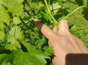 Zelena rezidba vinove loze: ključ zdravog i kvalitetnog uroda