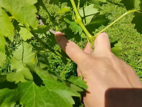 Zelena rezidba vinove loze: ključ zdravog i kvalitetnog uroda