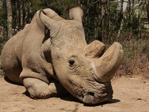 Sudan je posljednji mužjak svoje vrste, 24 sata čuva ga straža