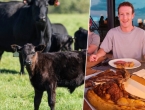 Zuckerberg počeo uzgajati goveda: Od svih mojih projekata, ovaj je najukusniji