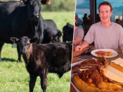 Zuckerberg počeo uzgajati goveda: Od svih mojih projekata, ovaj je najukusniji