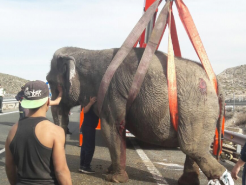 Slonovi nakon nesreće jurili po španjolskoj autocesti, jedan mrtav
