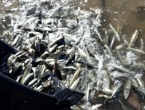 U Ramsko jezero pušteno 7 tisuća komada pastrve
