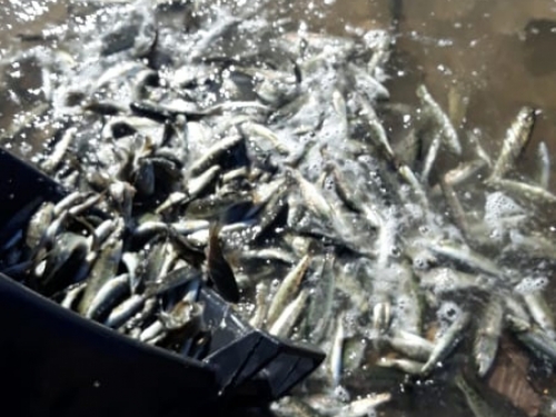 U Ramsko jezero pušteno 7 tisuća komada pastrve