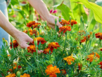 Što sijati i saditi u veljači? Isplanirajte svoj cvjetnjak